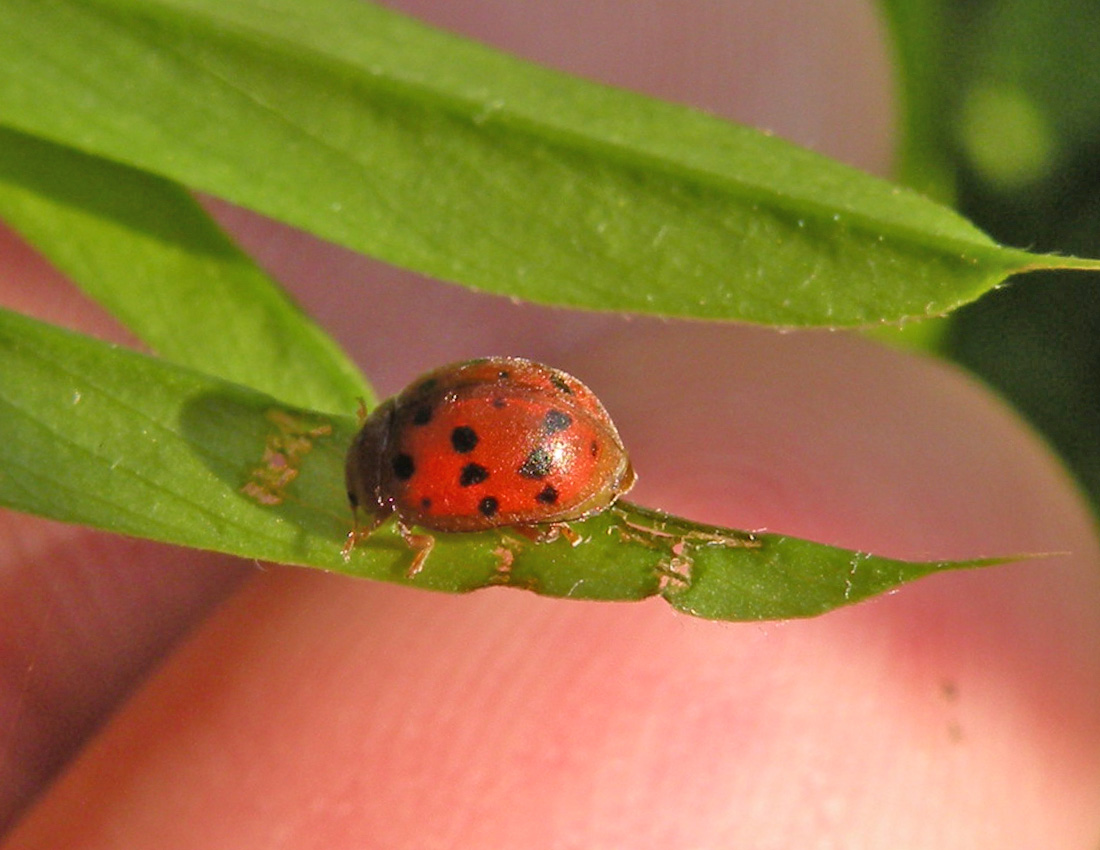 Subcoccinella vigintiquatuorpunctata